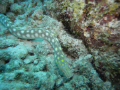   Sharptail Eel.. Didnt want his picture taken...took several shots blurring eel before finally got this. D1GX Sea takentook taken took this  